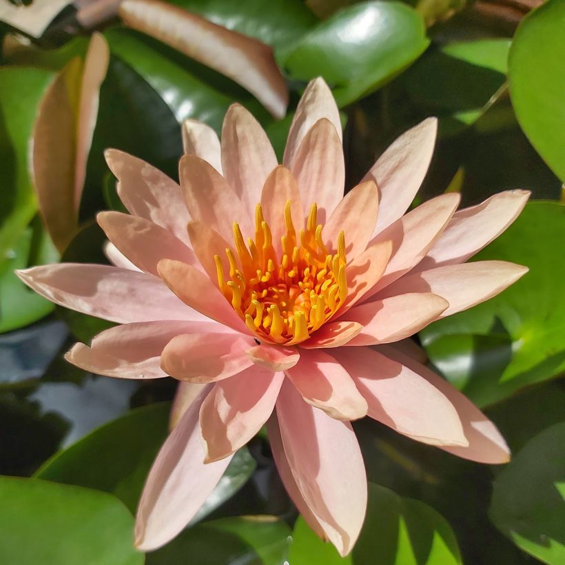 Nenúfar Colorado (Floração)