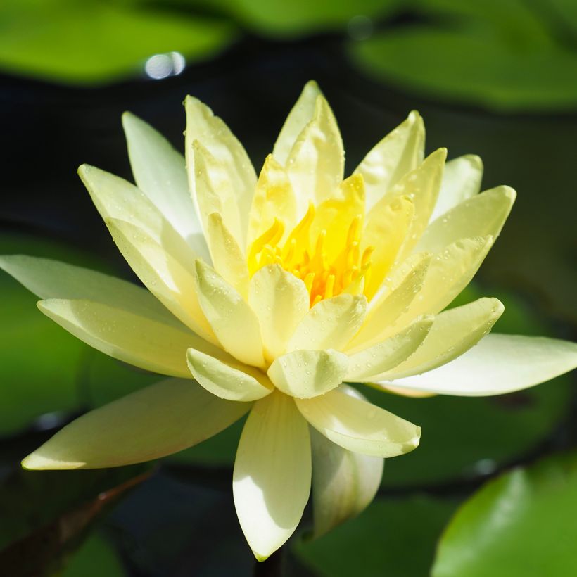 Nenúfar Lemon Mist (Floração)