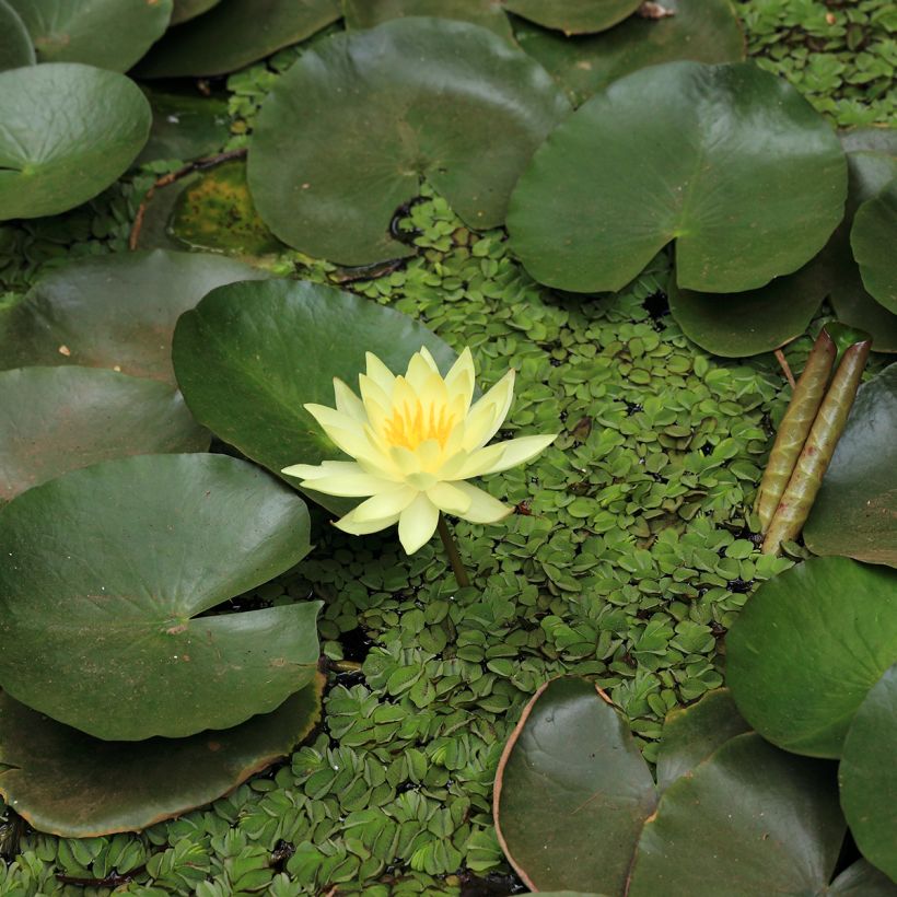 Nenúfar Pygmaea Helvola (Floração)