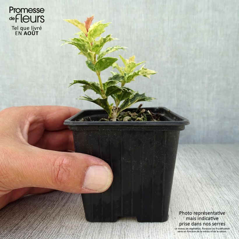 Amostra de Osmanthus heterophyllus Tricolor Vaso de 8/9 cm tal como entregue no verão