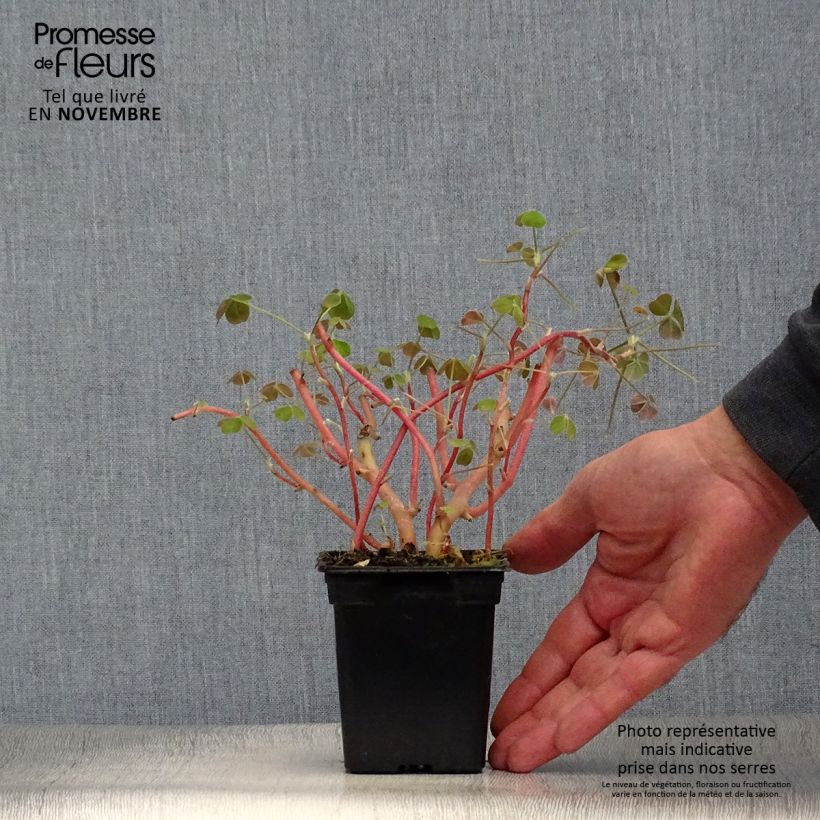 Amostra de Oca do Peru - Oxalis tuberosa Vaso de 8/9 cm tal como entregue no outono