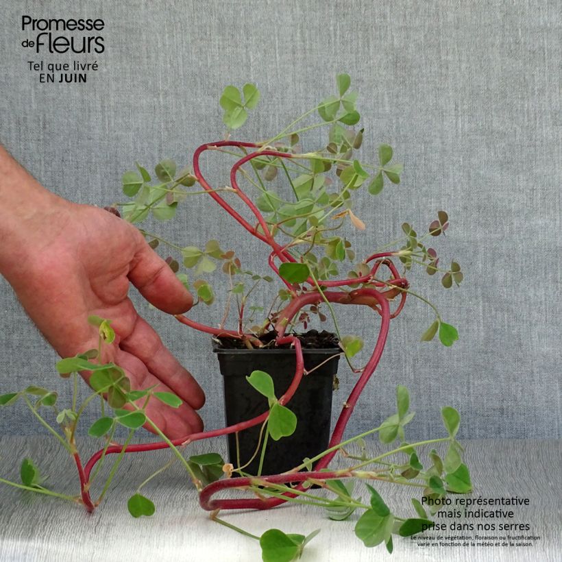 Amostra de Oca do Peru - Oxalis tuberosa Vaso de 8/9 cm tal como entregue no verão