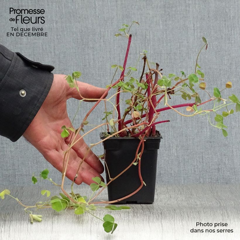 Amostra de Oca du Pérou - truffette acide Vaso de 8/9 cm tal como entregue no inverno