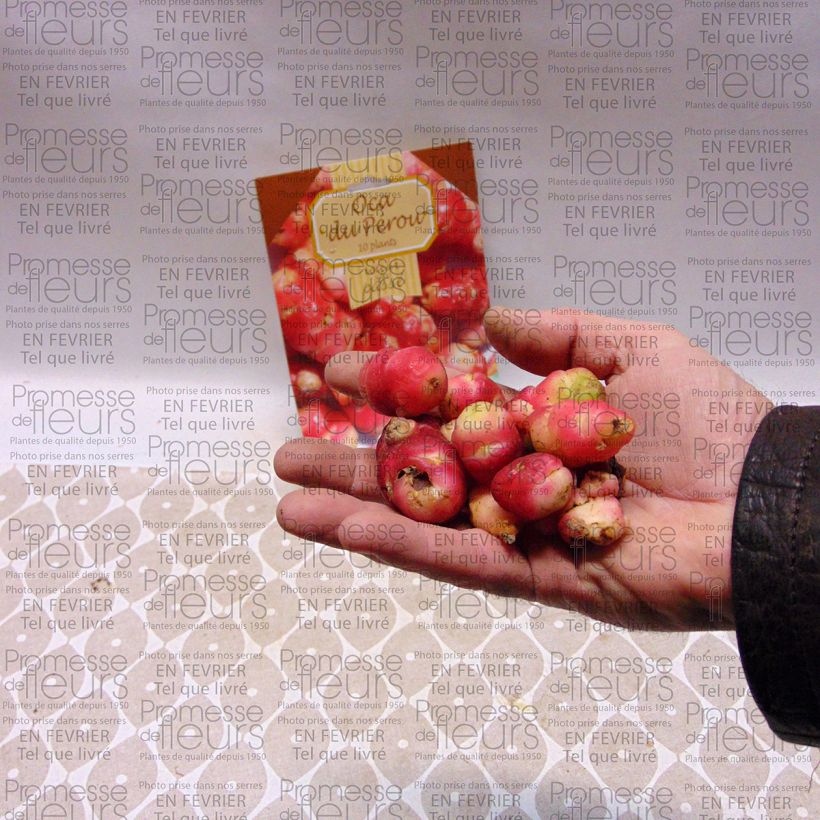 Exemplo de amostra de Oca du Pérou - truffette acide Peça tal como entregue