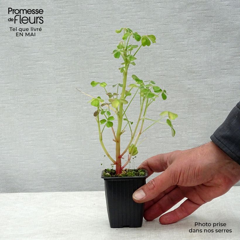 Amostra de Oca do Peru - Oxalis tuberosa Vaso de 8/9 cm tal como entregue na primavera