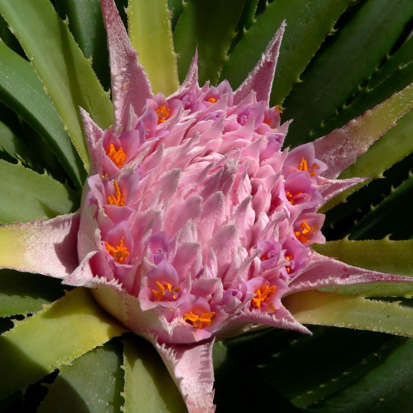 Ochagavia carnea (Floração)