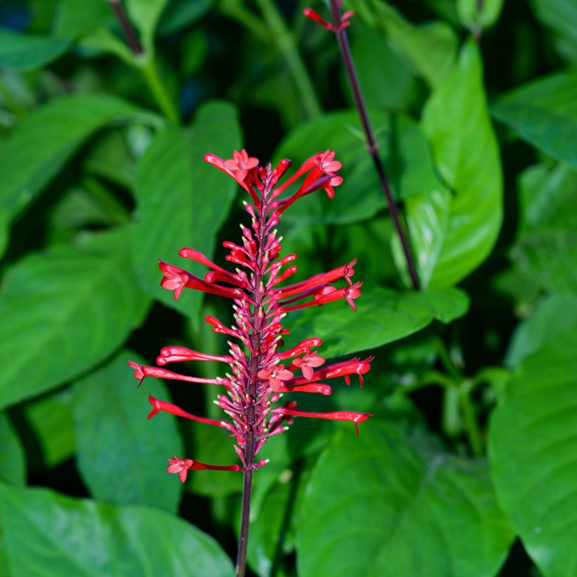 Odontonema strictum (Floração)