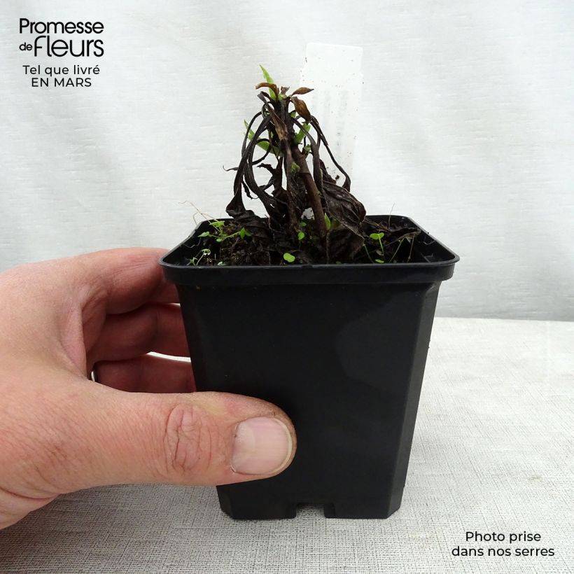 Amostra de Aster amellus Dr Otto Petschek - Áster de verão Vaso de 8/9 cm tal como entregue na primavera