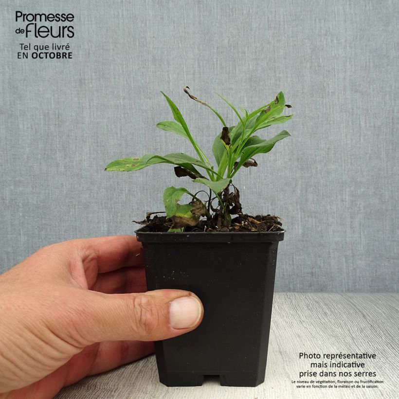 Amostra de Aster amellus Dr Otto Petschek - Áster de verão Vaso de 8/9 cm tal como entregue no outono