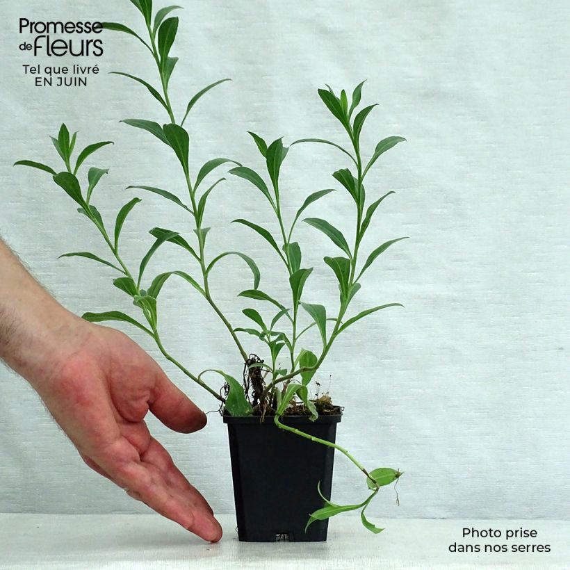 Amostra de Aster amellus Dr Otto Petschek - Áster de verão Vaso de 8/9 cm tal como entregue no verão