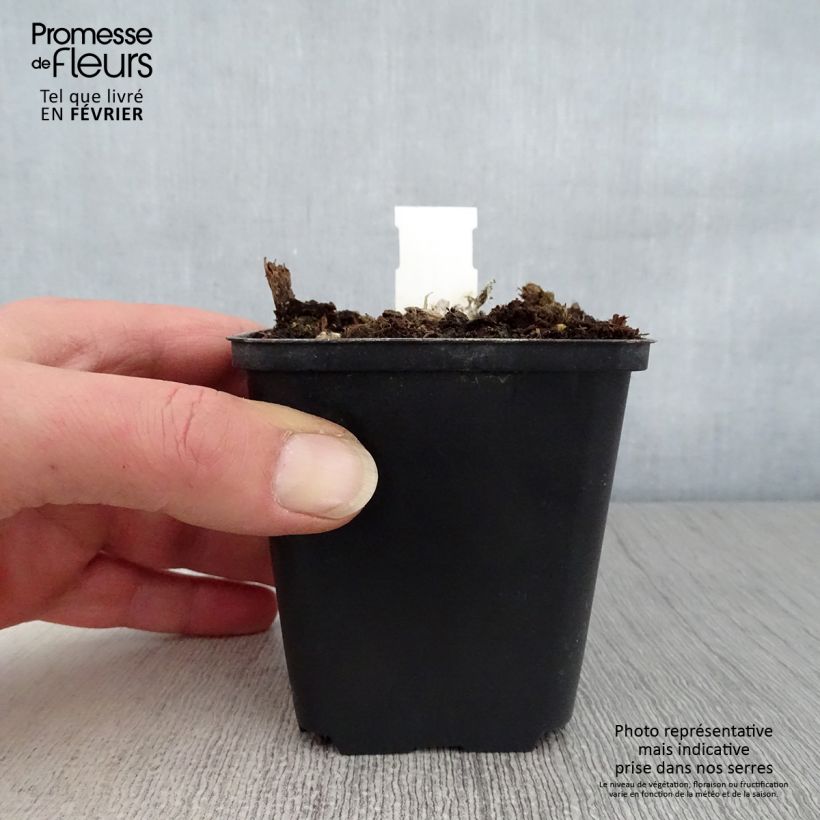 Amostra de Oeil de Christ Dr Otto Petschek - Aster amellus Dr Otto Petschek Vaso de 8/9 cm tal como entregue no inverno