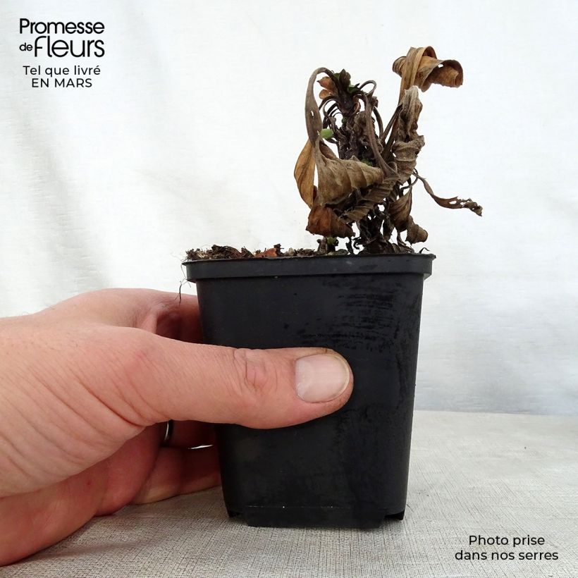 Amostra de Aster amellus Grunder - Olho-de-cristo Vaso de 8/9 cm tal como entregue na primavera