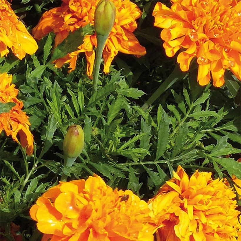 Cravo-túnico Bonanza Orange - Tagetes patula (Folhagem)