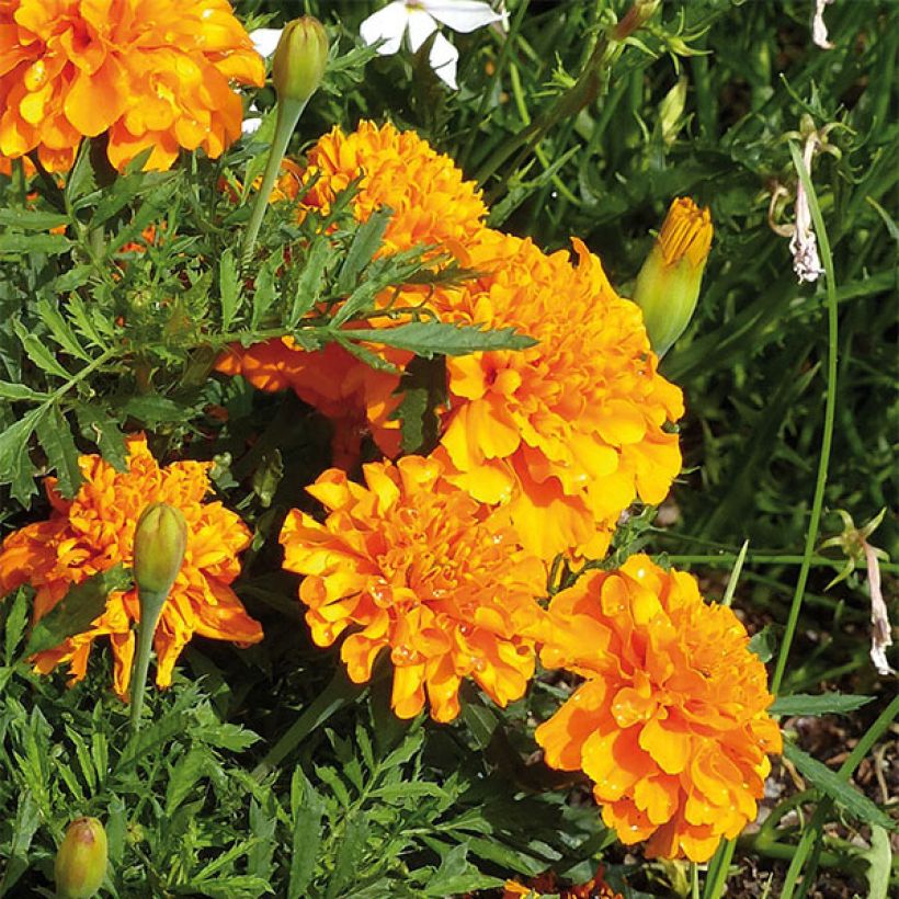 Cravo-túnico Bonanza Orange - Tagetes patula (Floração)