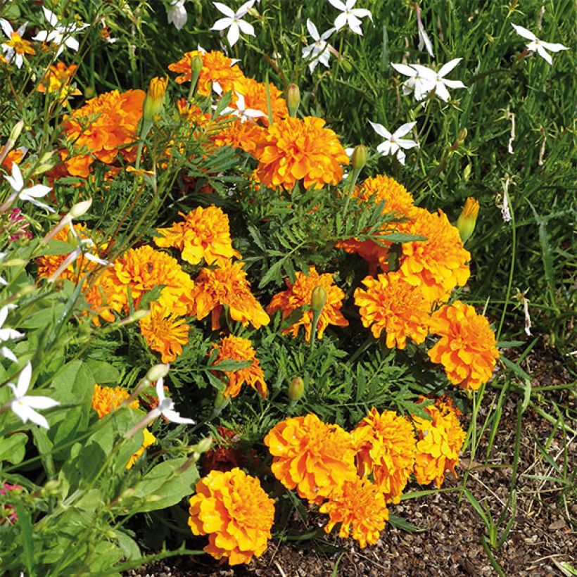 Cravo-túnico Bonanza Orange - Tagetes patula (Hábito)