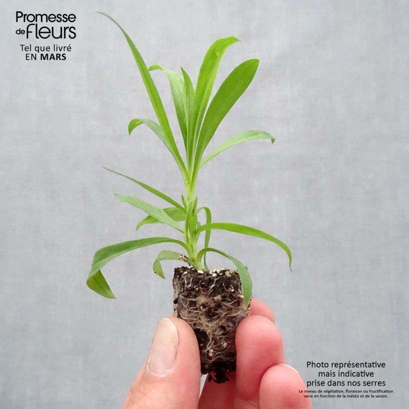 Amostra de Oeillet annuel - Dianthus Suntory Pink Mini-torrão Ø 1,5/2,5 cm tal como entregue na primavera