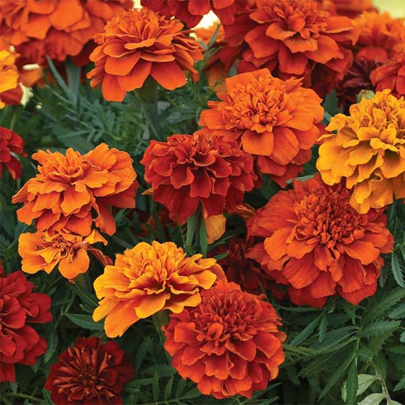 Cravo-túnico Fireball - Tagetes patula x erecta (Floração)