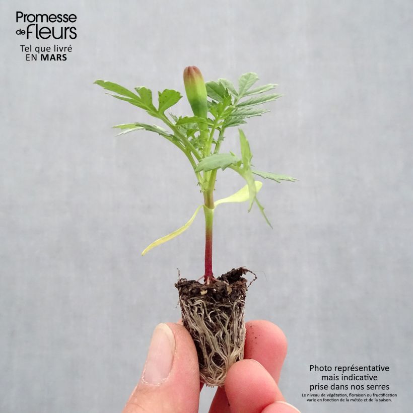 Amostra de Oeillet d'Inde Durango Yellow Mini-motte Ø 1,5/2,5 cm tal como entregue na primavera