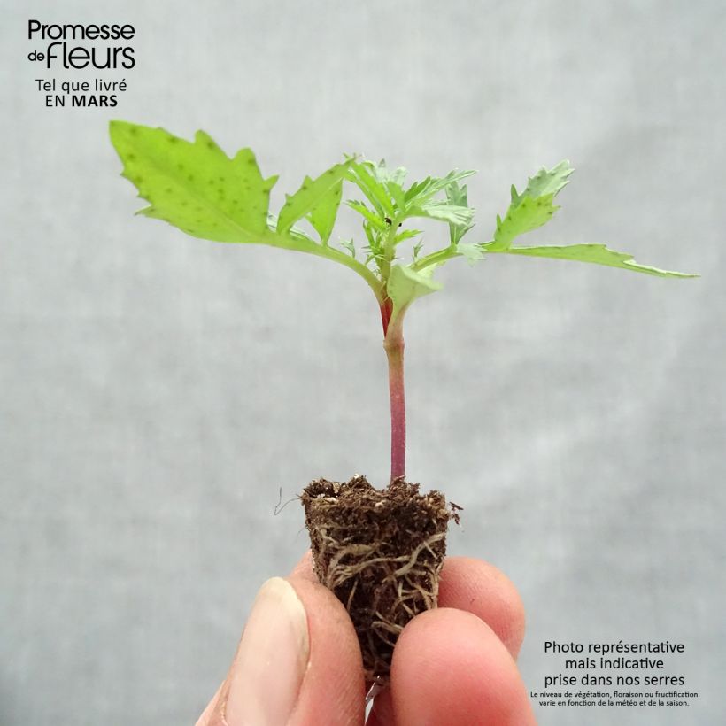 Amostra de Oeillet d'Inde Fireball Mini-motte Ø 1,5/2,5 cm tal como entregue na primavera