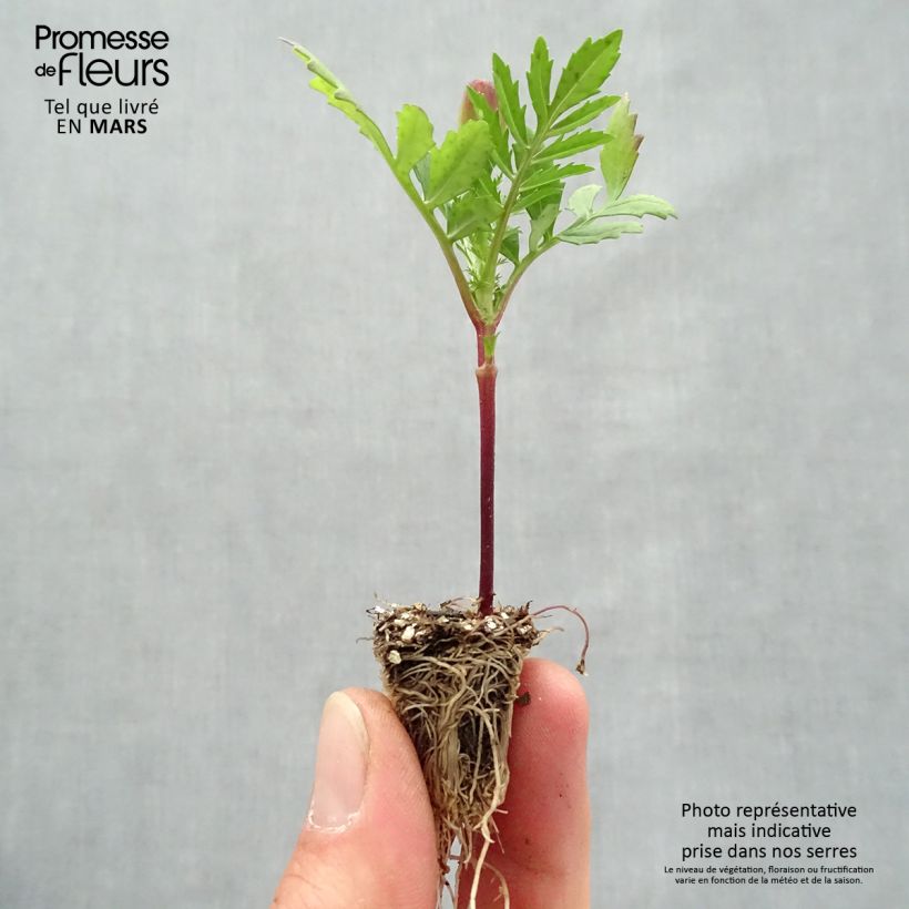 Amostra de Oeillet d'Inde Queen Orange Mini-mottes Minimotte : motte 2,2 cm x 2 cm en plaque de culture par 35 tal como entregue na primavera