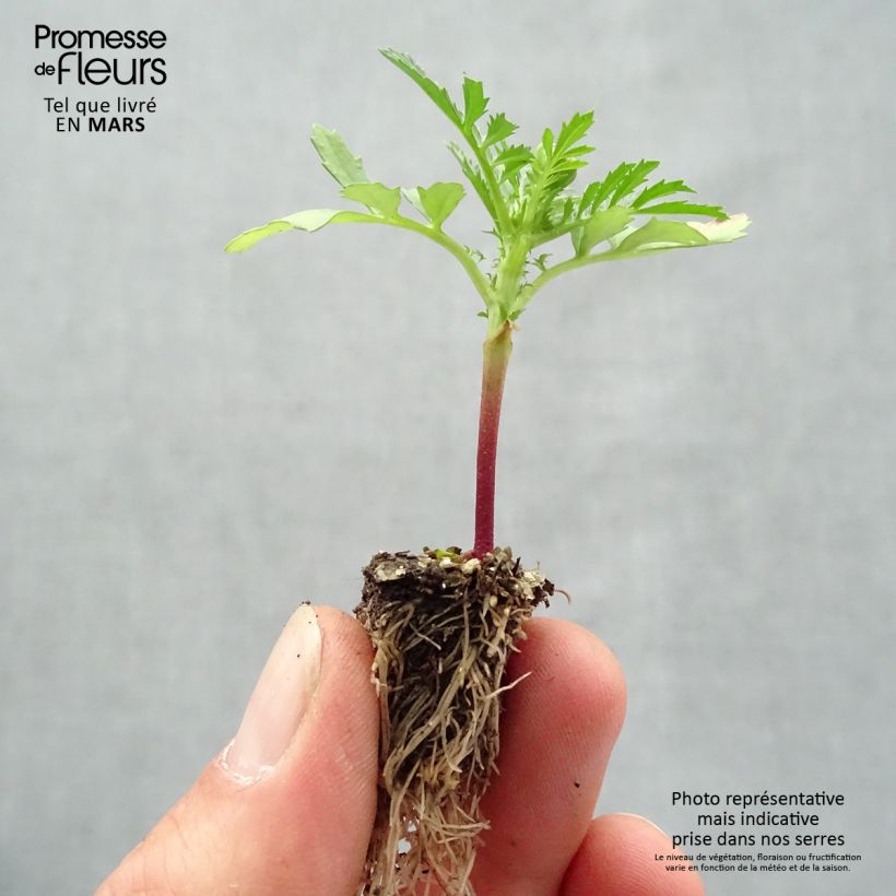 Amostra de Oeillet d'Inde Queen Yellow Fire Mini-mottes Minimotte : motte 2,2 cm x 2 cm en plaque de culture par 35 tal como entregue na primavera