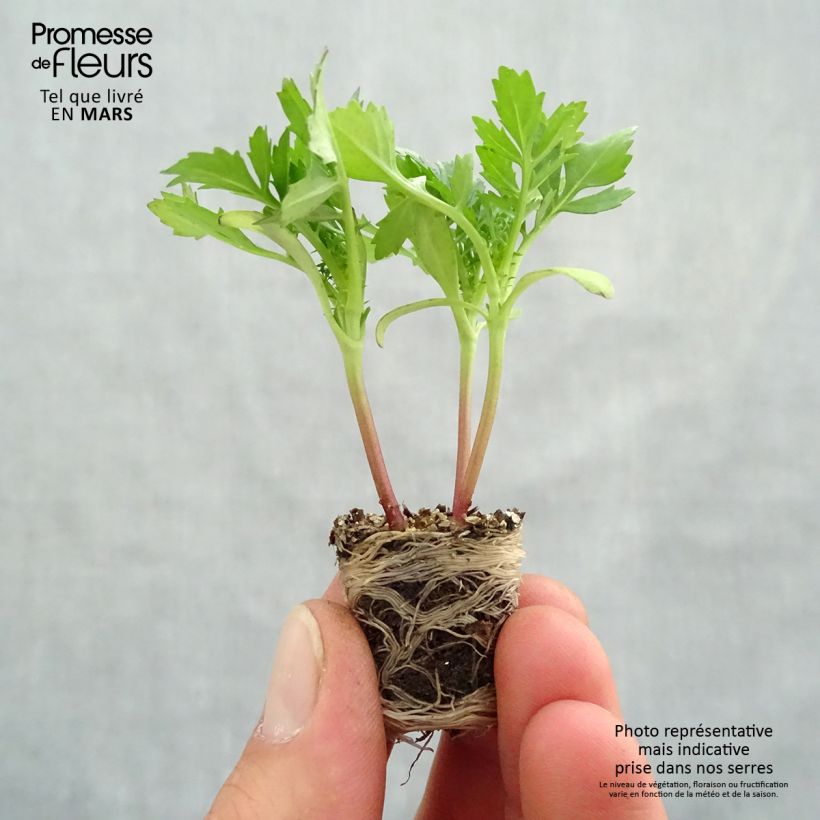 Amostra de Oeillet d'Inde Queen Yellow Fire Mini-mottes Mini-motte Ø 3/4 cm tal como entregue na primavera