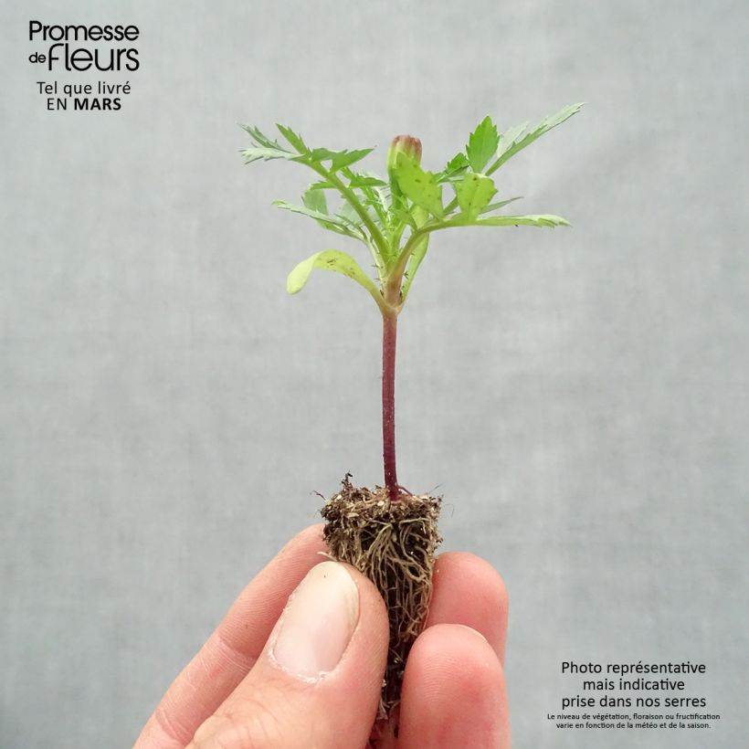 Amostra de Oeillet d'Inde Queen Yellow Mini-mottes Minimotte : motte 2,2 cm x 2 cm en plaque de culture par 35 tal como entregue na primavera