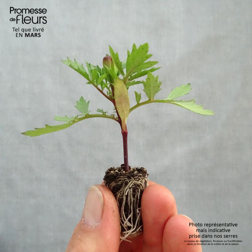 Amostra de Oeillet d'Inde Strawberry Blonde Mini-motte Ø 1,5/2,5 cm tal como entregue na primavera