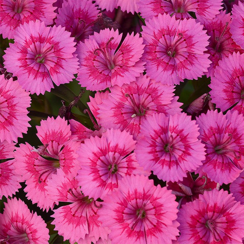 Dianthus barbatus Jolt Pink (Floração)