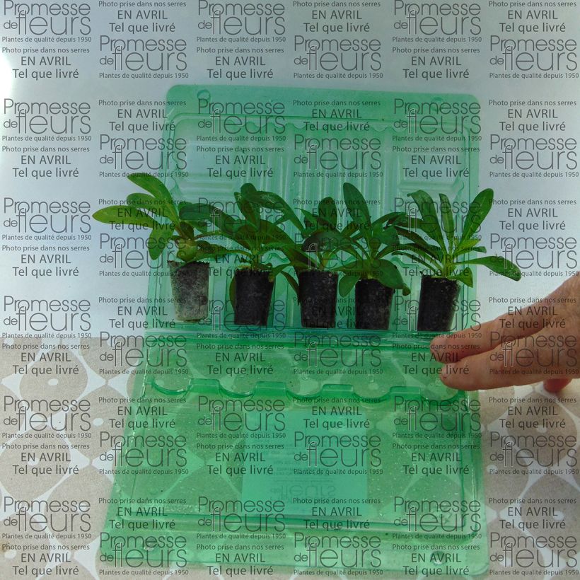 Exemplo de amostra de Oeillet de poète Jolt Pink Mini-torrão Ø 3/4 cm tal como entregue