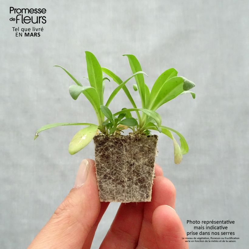 Amostra de Oeillet de poète Jolt Pink Magic Jardimotte: torrão de 3,8 cm x 3,2 cm em tabuleiro de cultivo de 16 unidades tal como entregue na primavera