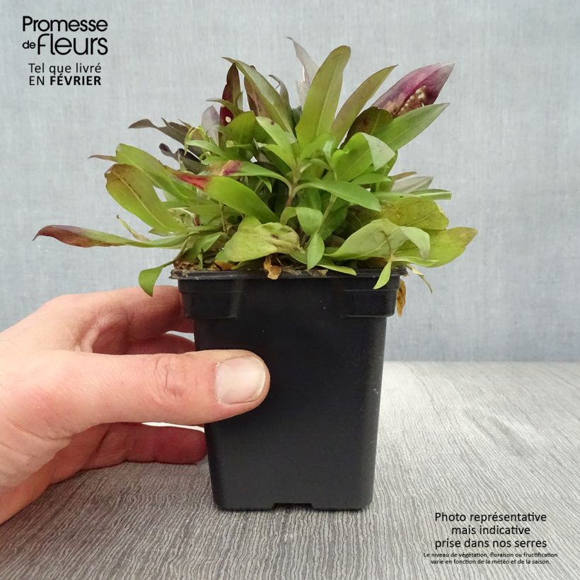 Amostra de Oeillet de poète Sooty - Dianthus barbatus nigrescens Vaso de 7/8 cm tal como entregue no inverno