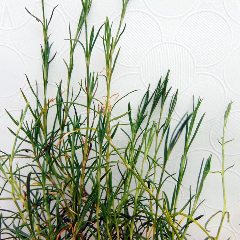 Petrorhagia saxifraga (Folhagem)