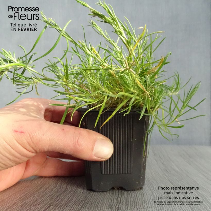 Amostra de Oeillet des rochers - Petrorhagia saxifraga Vaso de 8/9 cm tal como entregue no inverno