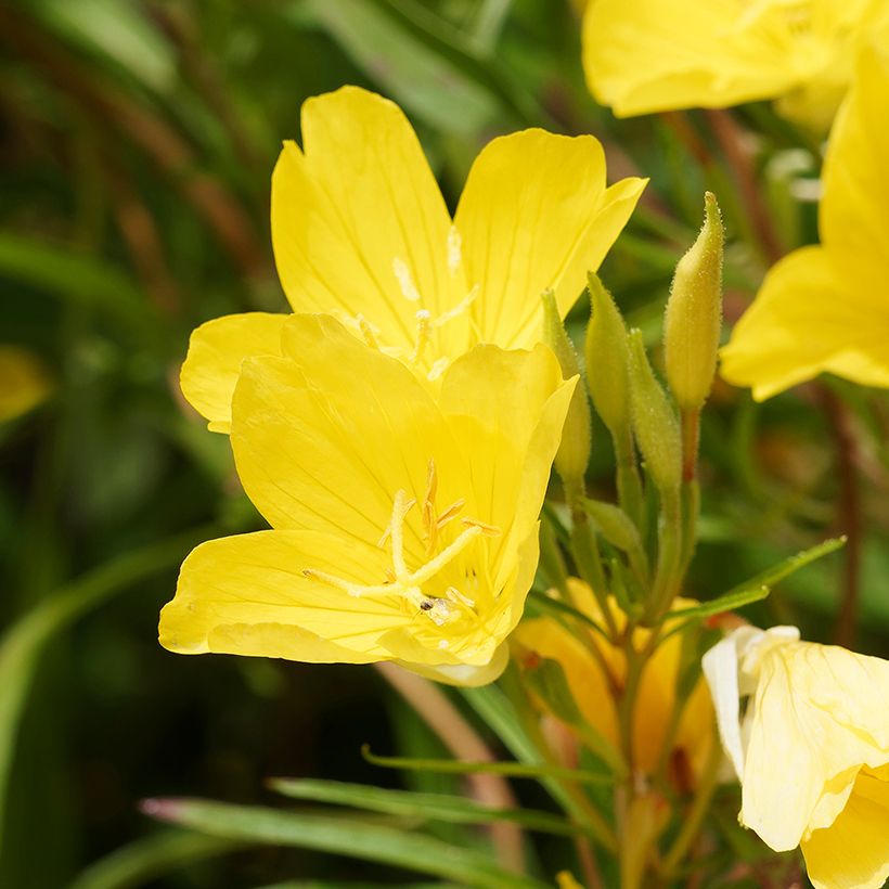Oenothera fruticosa African Sun (Floração)