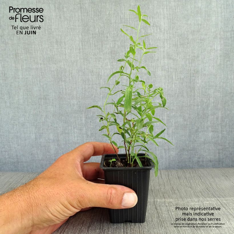 Amostra de Oenothera speciosa Vaso de 7/8 cm tal como entregue no verão