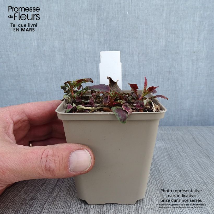 Amostra de Oenothera Twilight - Onagre Godet de 8/9 cm tal como entregue no inverno