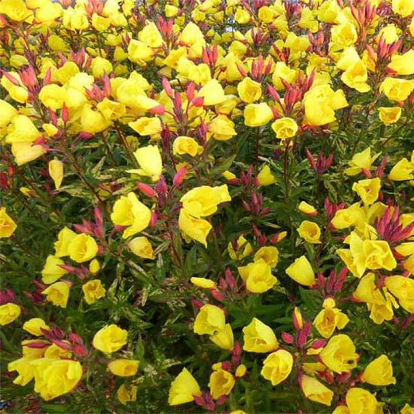 Oenothera fruticosa Camel (Floração)