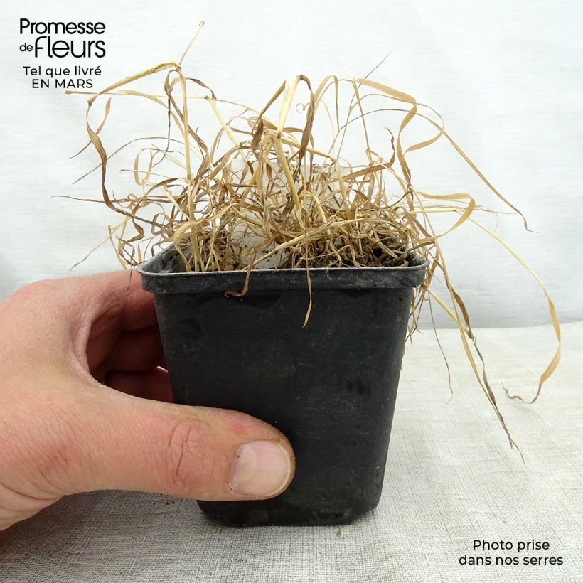 Amostra de Oenothera fruticosa Camel - Oenothère à feuilles linéaires Camel - Onagre à feuilles panachées de jaune Vaso de 8/9 cm tal como entregue na primavera