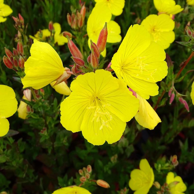 Oenothera fruticosa Hohes Licht (Floração)
