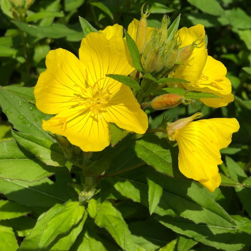 Oenothera fruticosa Michelle Ploeger (Folhagem)