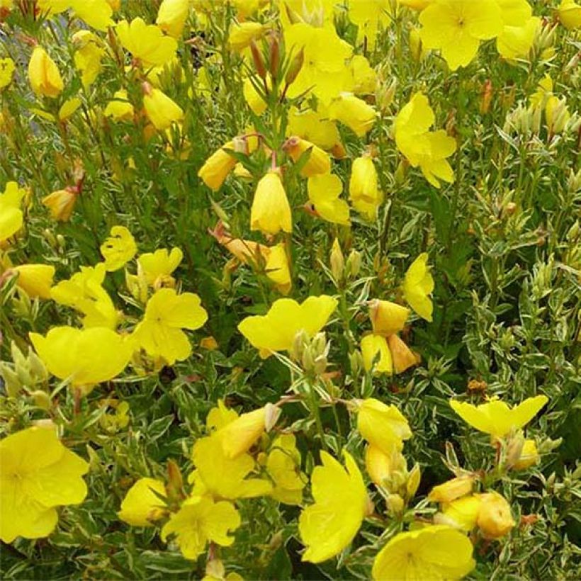 Oenothera fruticosa Silberblatt (Floração)