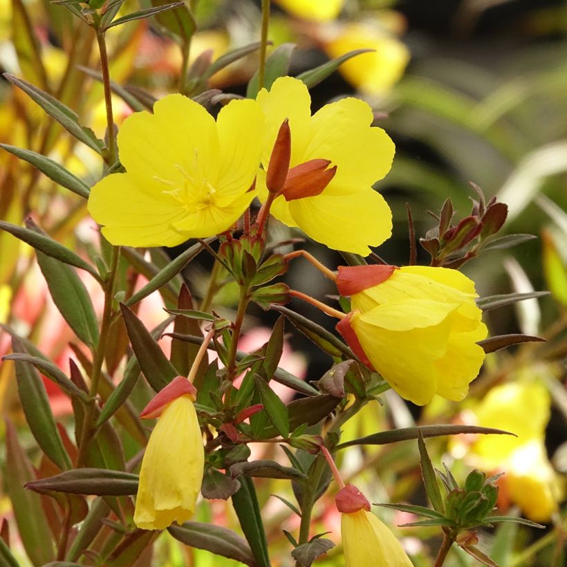 Oenothera fruticosa Sonnenwende (Floração)