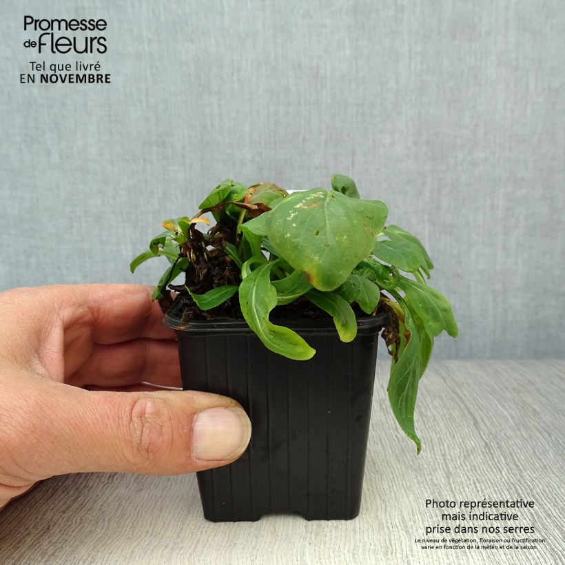 Amostra de Oenothera fruticosa Sonnenwende Vaso de 8/9 cm tal como entregue no outono