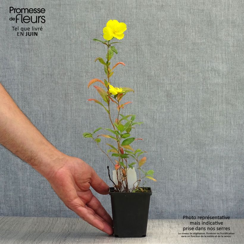 Amostra de Oenothera fruticosa Sonnenwende Vaso de 8/9 cm tal como entregue no verão