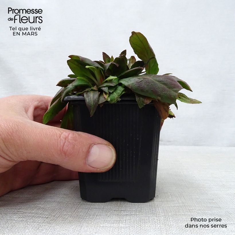 Amostra de Oenothera fruticosa Sonnenwende Vaso de 8/9 cm tal como entregue na primavera