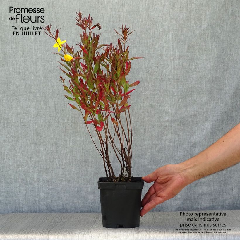 Amostra de Oenothera fruticosa Sonnenwende Vaso de 2 L/3 L tal como entregue no verão