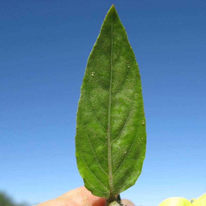 Oenothera glazioviana (Folhagem)