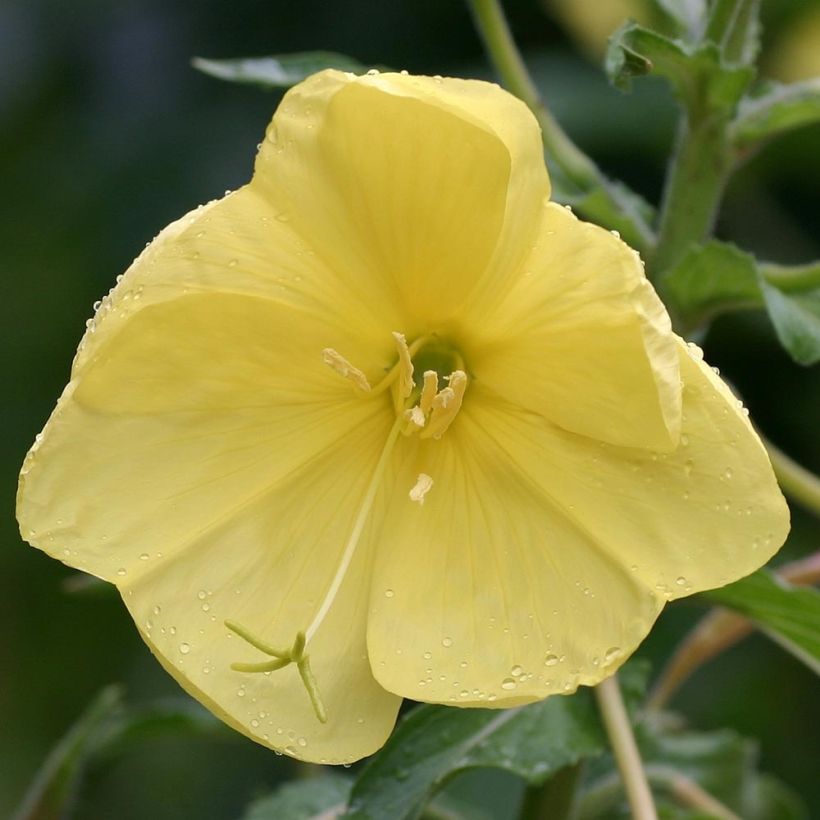 Oenothera glazioviana (Floração)