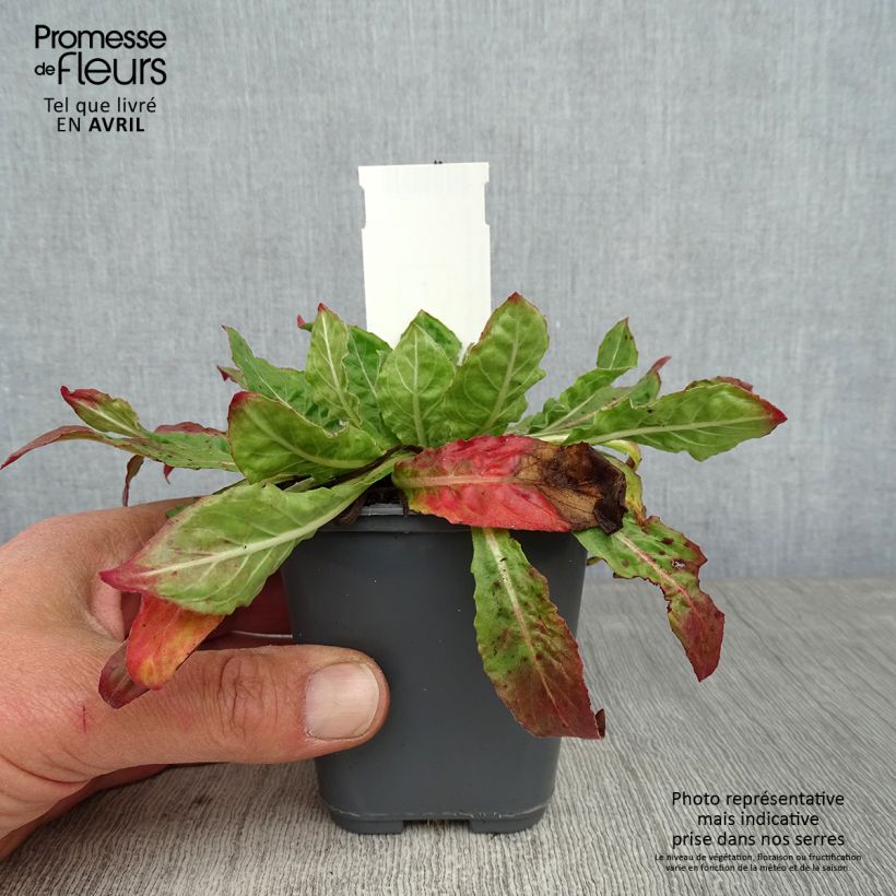 Amostra de Oenothera glazioviana Vaso de 8/9 cm tal como entregue na primavera